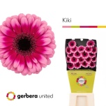 Gerbera MINI Kiki Diamond*20
