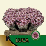 Chrysanthemum Krüsanteem SANTINI Luca*25
