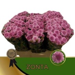 Chrysanthemum Krüsanteem SANTINI Zonta*25