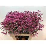 Limonium Parkjuur V China Lovely 60cm