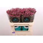 Limonium Parkjuur V China Lovely 70cm