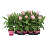 Curcuma Kollajuur alis siam salsa 14cm
