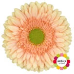 Gerbera GR Carlita*15