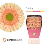 Gerbera GR Carlita*15