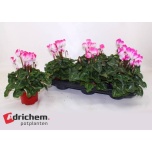Cyclamen pers Alpikann midi super serie fusion midi 12cm