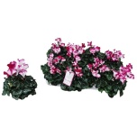 Cyclamen pers Alpikann midi super serie fusion midi 10,5cm