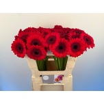Gerbera MINI Red Ruby*20
