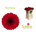 Gerbera MINI Red Ruby*20