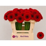 Gerbera MINI Red Ruby*20