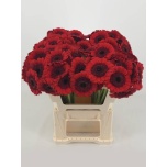 Gerbera MINI Red Ruby*20
