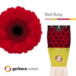 Gerbera MINI Diamond Red Ruby*20