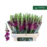 Antirrhinum Lõvilõug Toulon Purple 80cm
