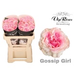 Roos 50cm Gossip Girl