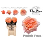Roos 60cm Peach Fuzz