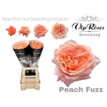 Roos 70cm Peach Fuzz