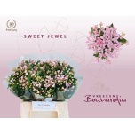 Bouvardia Buvardia sweet jewel 40cm