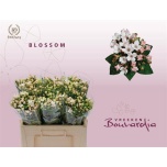 Bouvardia Buvardia Blossom 50cm