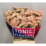 Limonium Parkjuur S Glowy Sun Birds 70cm