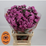 Limonium Parkjuur S Taffy Sun Birds 70cm