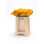 Gerbera MINI Gizela*20