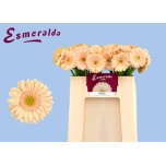 Gerbera MINI Miami*20