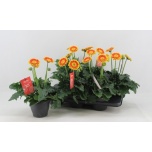 Gerbera garvinea sweet blaze 15cm