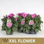 Dahlia Daalia labella maggiore rose 19cm