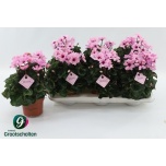 Cyclamen pers Alpikann small flower illusia 13cm