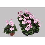 Cyclamen pers Alpikann small flower illusia 10,5cm