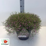 Gypsophila Kipslill gypsy