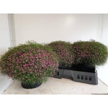 Gypsophila Kipslill gypsy