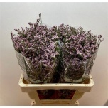 Limonium Parkjuur V Florida Pink 60cm
