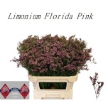 Limonium Parkjuur V Florida Pink 75cm