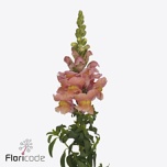 Antirrhinum Lõvilõug Toulon Apricot 70cm