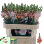 Antirrhinum Lõvilõug toulon apricot 70-75cm