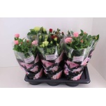 Rosa Potiroos mixed trolley 17cm