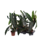 Philodendron Filodendron Billietiae 12cm