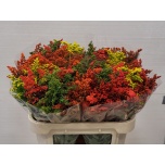 Solidago Kuldvits paint 75cm