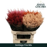 Solidago Kuldvits paint 70-75cm