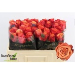 Roos 50cm Firelight