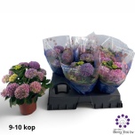 Hydrangea Hortensia hi halo 14cm