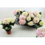 Hydrangea Hortensia Hi Diamond 10cm