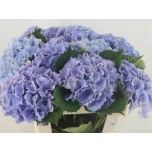 Hydrangea Hortensia Royal Sunset Blue 60cm*5