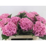 Hydrangea Hortensia Royal Sunset Pink/Roze 60cm*5