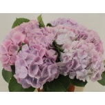 Hydrangea Hortensia Royal Sunset Pink/Roze 80cm*5