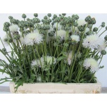 Centaurea Jumikas Dealbata 60cm