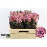 Roos 60cm Purple Heather