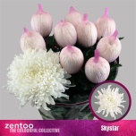Chrysanthemum Krüsanteem BL Skystar*10