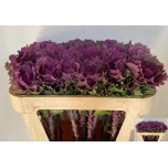 Brassica Kapsas Altair 65cm