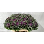 Brassica Kapsas Altair 70cm